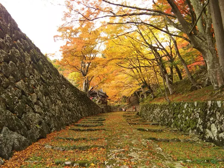 Cover image for 【滋賀の紅葉】湖東三山：百済寺