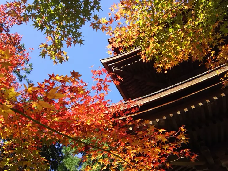 Cover image for 【滋賀の紅葉】湖東三山：金剛輪寺