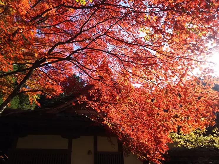 Cover image for 【滋賀の紅葉】湖東三山：西明寺
